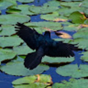 Meet your Posher, Joseph